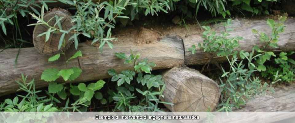 Ingegneria naturalistica